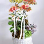 Lan hồ điệp – Món quà tân gia sang trọng và đầy may mắn