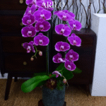 Tặng lan hồ điệp sinh nhật – Lời chúc đẹp đẽ và tinh tế