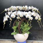 Lan hồ điệp kỷ niệm ngày cưới – Gửi gắm yêu thương vẹn tròn