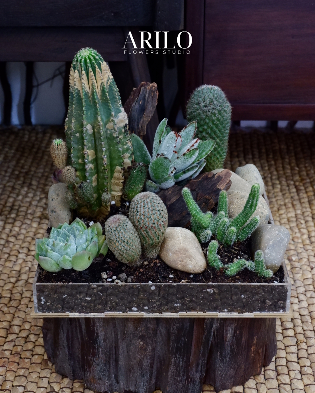 Hộp hoa xương rồng