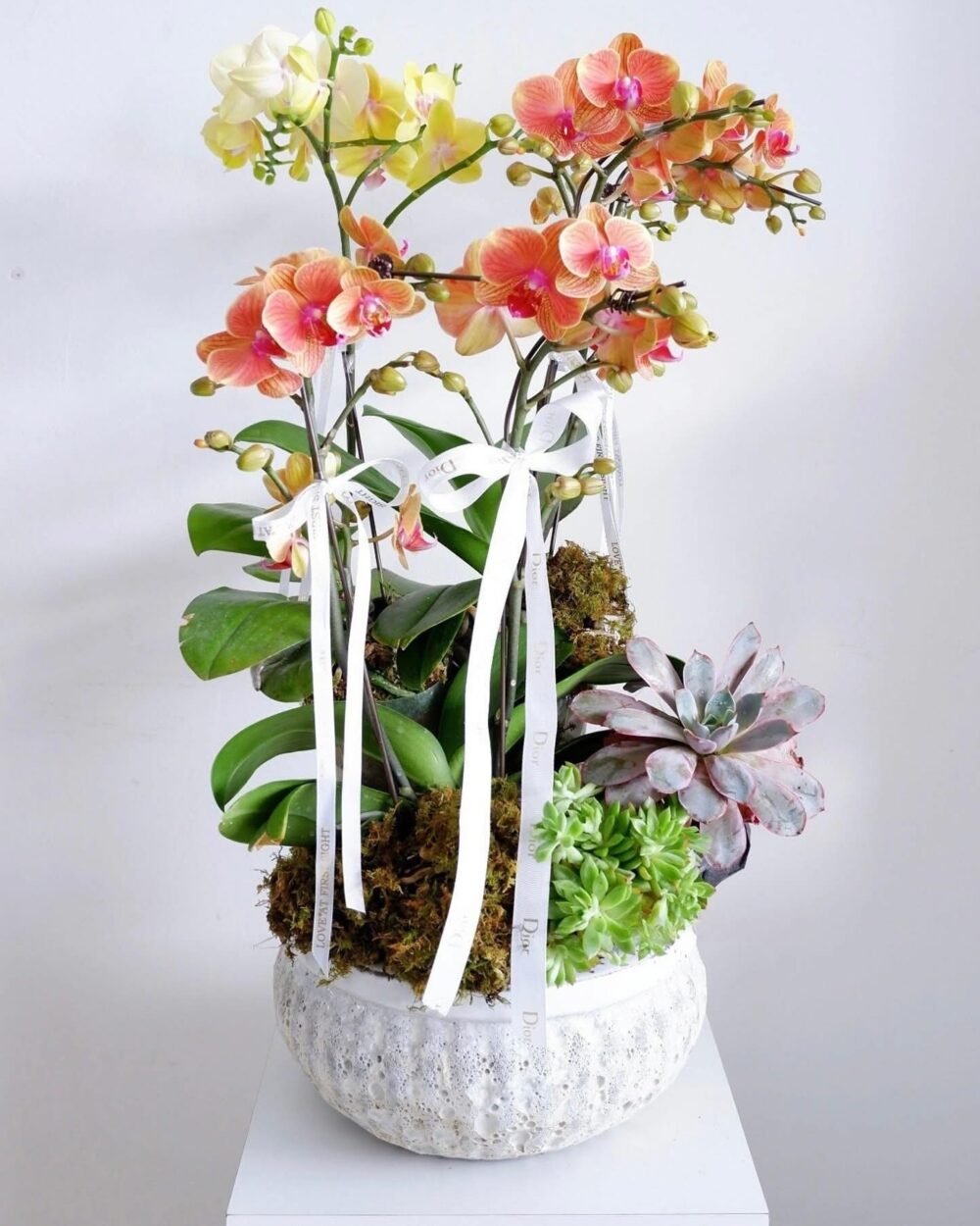 CHẬU LAN HỒ ĐIỆP NGHỆ THUẬT SANG TRỌNG ĐẲNG CẤP TRONG TỪNG ĐƯỜNG NÉT L01