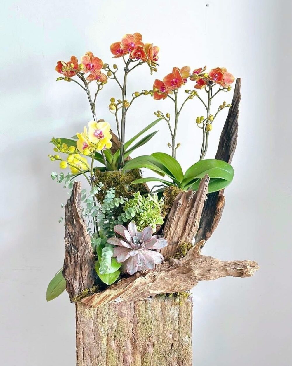 CHẬU LAN HỒ ĐIỆP TẶNG ĐỐI TÁC NGHỆ THUẬT PHONG CÁCH MỘC MANG DẤU ẤN ĐẲNG CẤP KHÁC BIỆT - L02