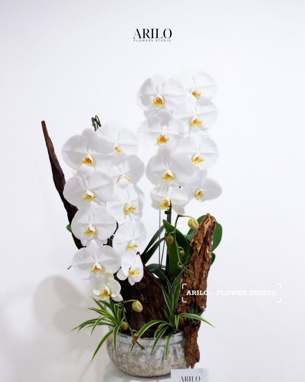 CHẬU LAN HỒ ĐIỆP TRẮNG THIẾT KẾ VẺ ĐẸP THANH CAO VÀ BỀN VỮNG GIAO NHANH HCM L06