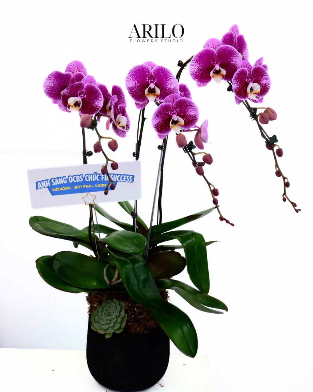 Shop hoa tươi Sài Gòn / HOA LAN HỒ ĐIỆP TẶNG KHAI TRƯƠNG / HOA LAN HỒ ĐIỆP TẶNG ĐỐI TÁC/ HOA LAN TẶNG ĐỒNG NGHIỆP