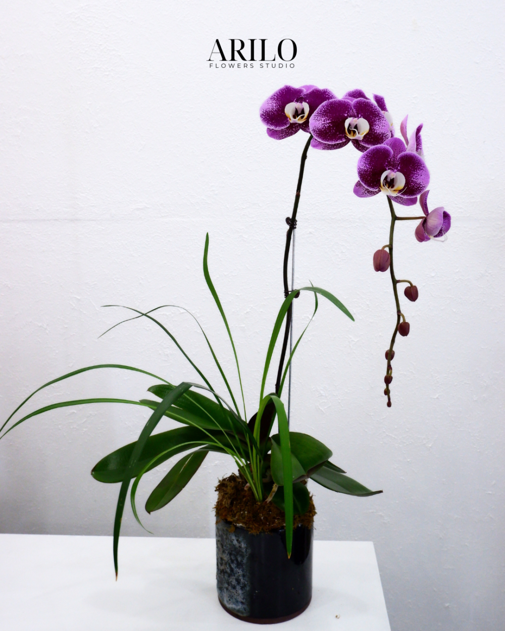 Shop hoa tươi Sài Gòn / HOA LAN HỒ ĐIỆP TẶNG KHAI TRƯƠNG / HOA LAN HỒ ĐIỆP TẶNG ĐỐI TÁC/ HOA LAN TẶNG ĐỒNG NGHIỆP