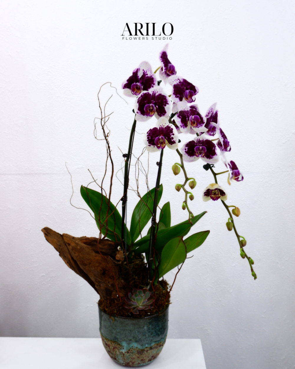 Shop hoa tươi Sài Gòn / HOA LAN HỒ ĐIỆP TẶNG KHAI TRƯƠNG / HOA LAN HỒ ĐIỆP TẶNG ĐỐI TÁC/ HOA LAN TẶNG ĐỒNG NGHIỆP