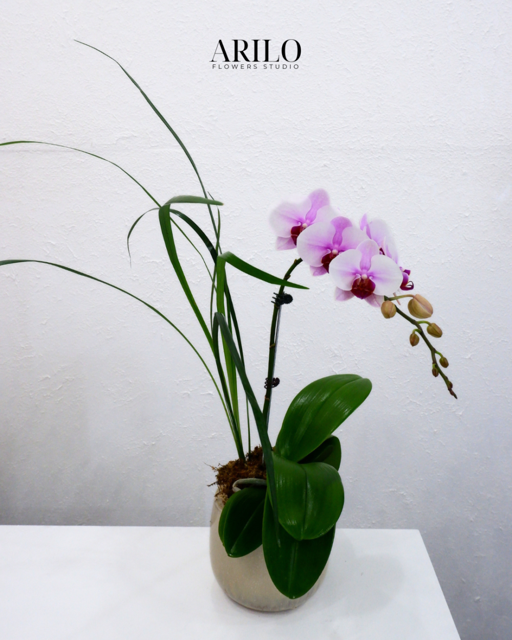 Shop hoa tươi Sài Gòn / HOA LAN HỒ ĐIỆP TẶNG KHAI TRƯƠNG / HOA LAN HỒ ĐIỆP TẶNG ĐỐI TÁC/ HOA LAN TẶNG ĐỒNG NGHIỆP