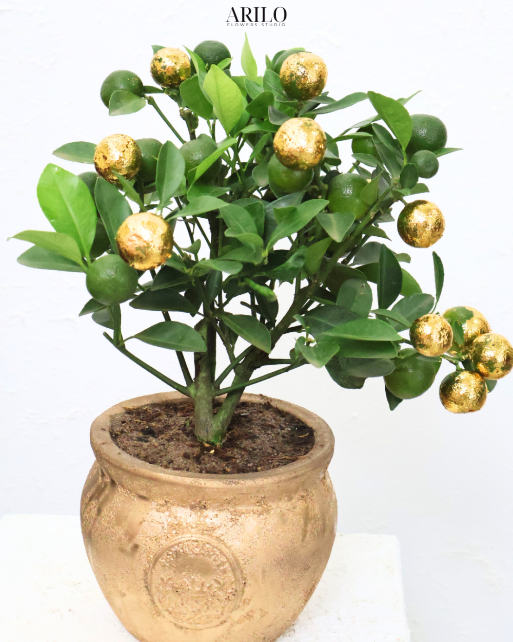 CÂY HẠNH DECOR HŨ VÀNG – GIEO LỘC PHÚ QUÝ, ĐÓN TẾT AN KHANG