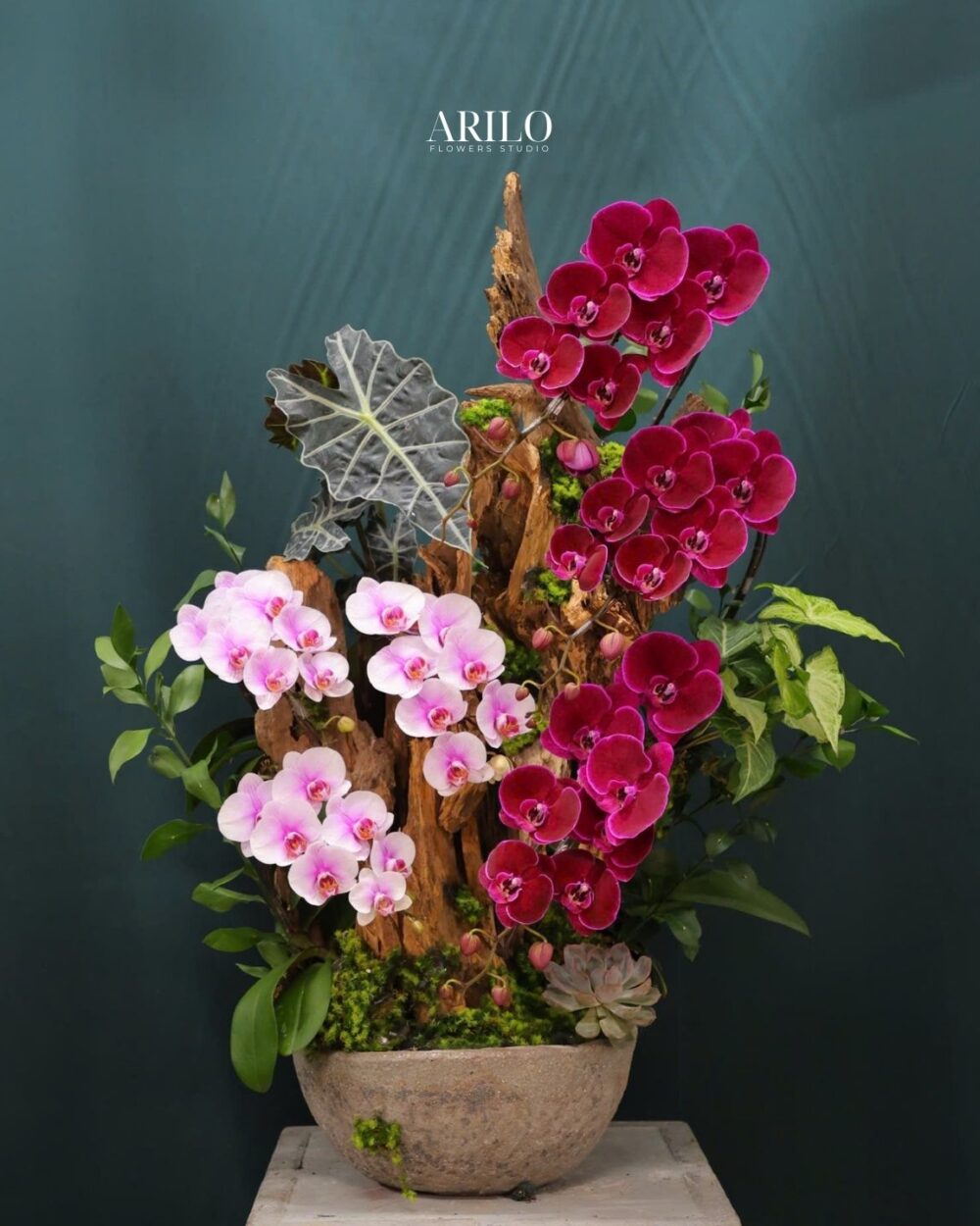 CHẬU LAN HỒ ĐIỆP ĐỎ RƯỢU VÀ HỒNG PHẤN THIẾT KẾ ĐỘC BẢN MANG PHÚC KHÍ L19