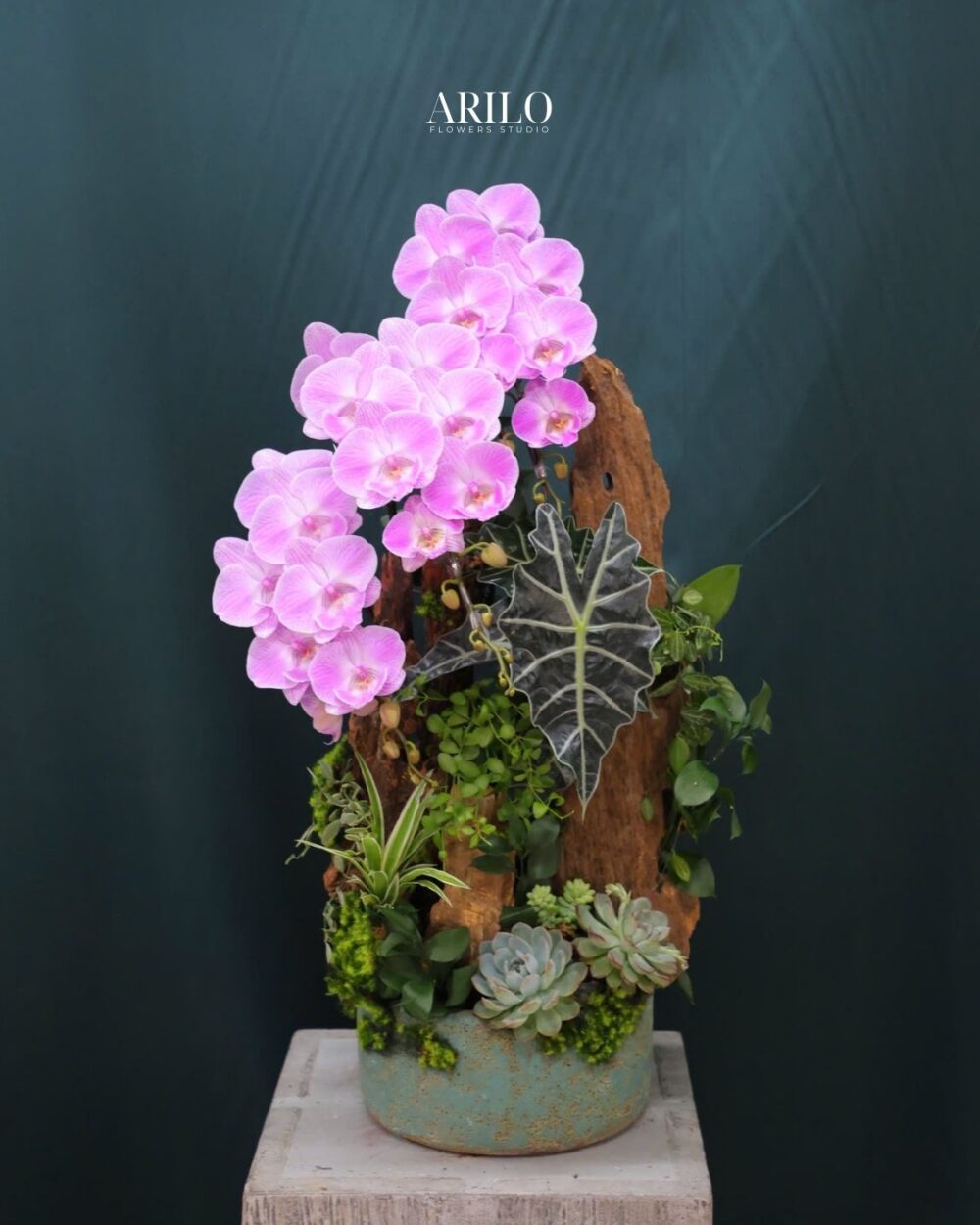 CHẬU LAN HỒ ĐIỆP HỒNG DÁNG THÁC – THIẾT KẾ GỖ LŨA ĐỘC BẢN