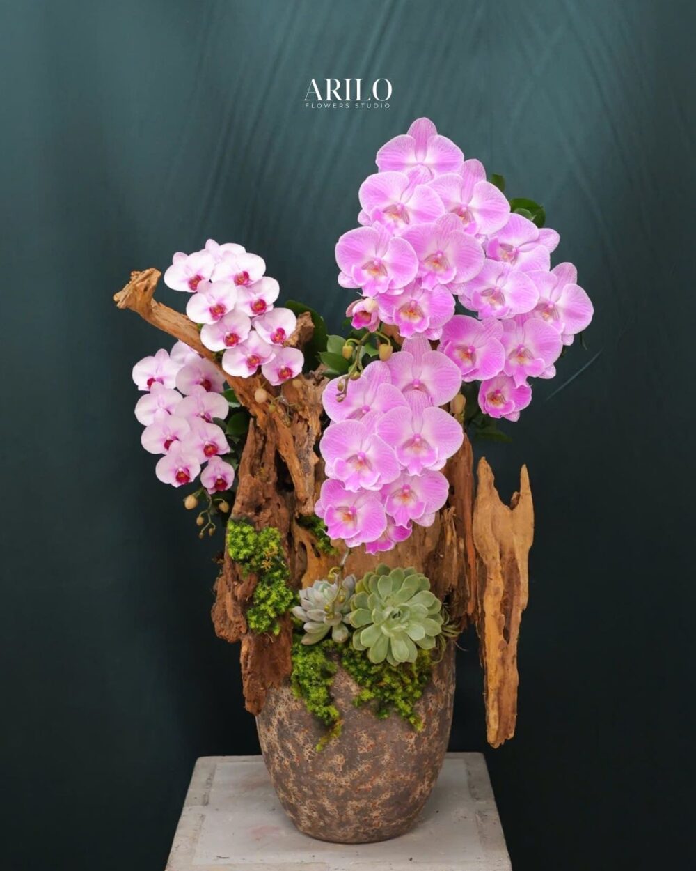 CHẬU LAN HỒ ĐIỆP HỒNG KẾT HỢP GỖ LŨA ĐẬM TÍNH NGHỆ THUẬT SANG TRỌNG L17