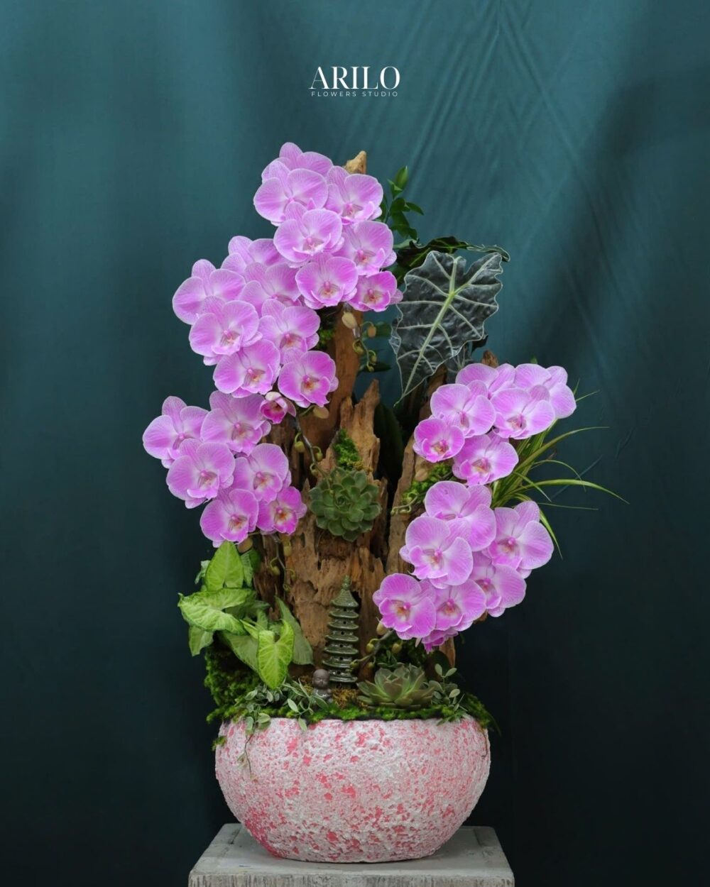 CHẬU LAN HỒ ĐIỆP HỒNG THIẾT KẾ DÁNG THÁC HOA ĐẲNG CẤP VÀ PHONG THỦY L09