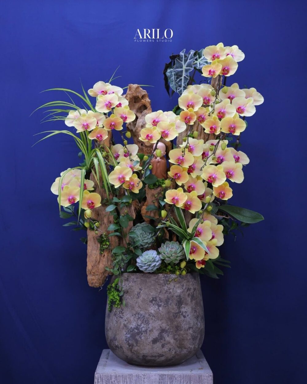 CHẬU LAN HỒ ĐIỆP VÀNG – THIẾT KẾ GỖ LŨA SANG TRỌNG, THẾ PHONG THỦY L15