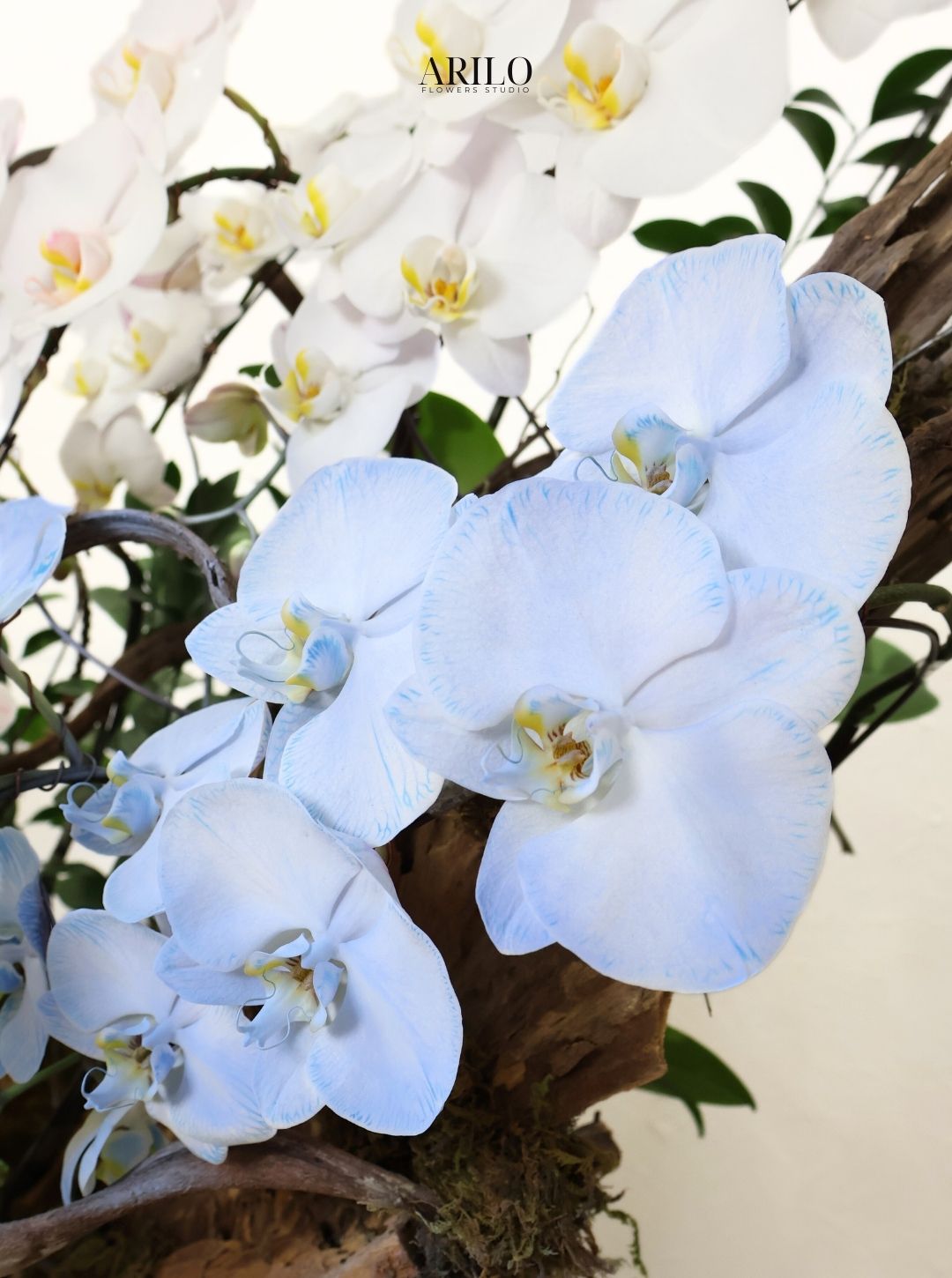 LAN HỒ ĐIỆP TRẮNG VÀ XANH DÒNG CHẢY THANH NHÃ THỊNH VƯỢNG GIAO NHANH HOẢ TỐC SÀI GÒN L23