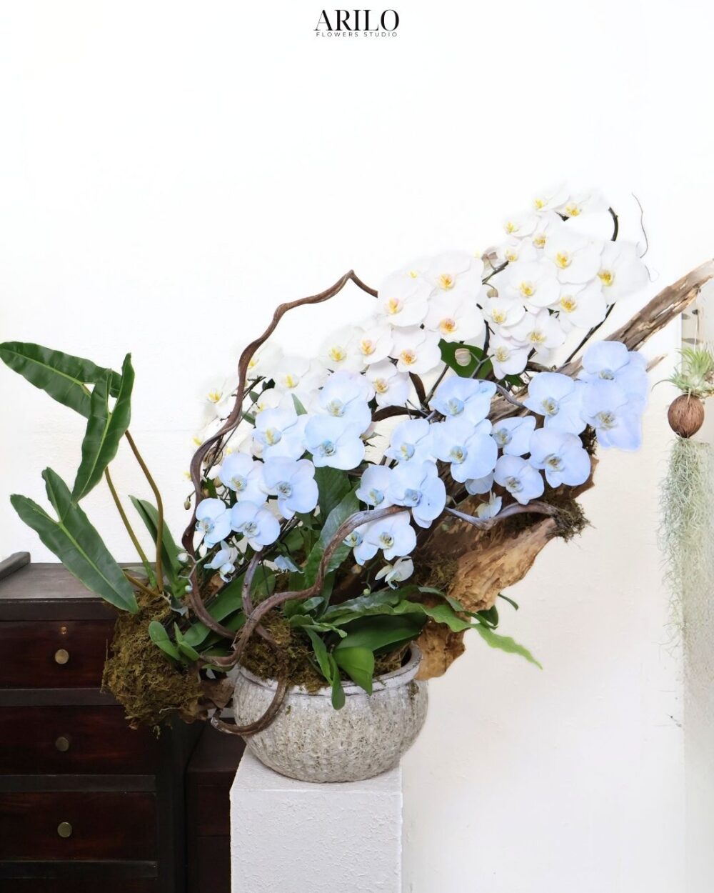 LAN HỒ ĐIỆP TRẮNG VÀ XANH DÒNG CHẢY THANH NHÃ THỊNH VƯỢNG GIAO NHANH HOẢ TỐC SÀI GÒN L23