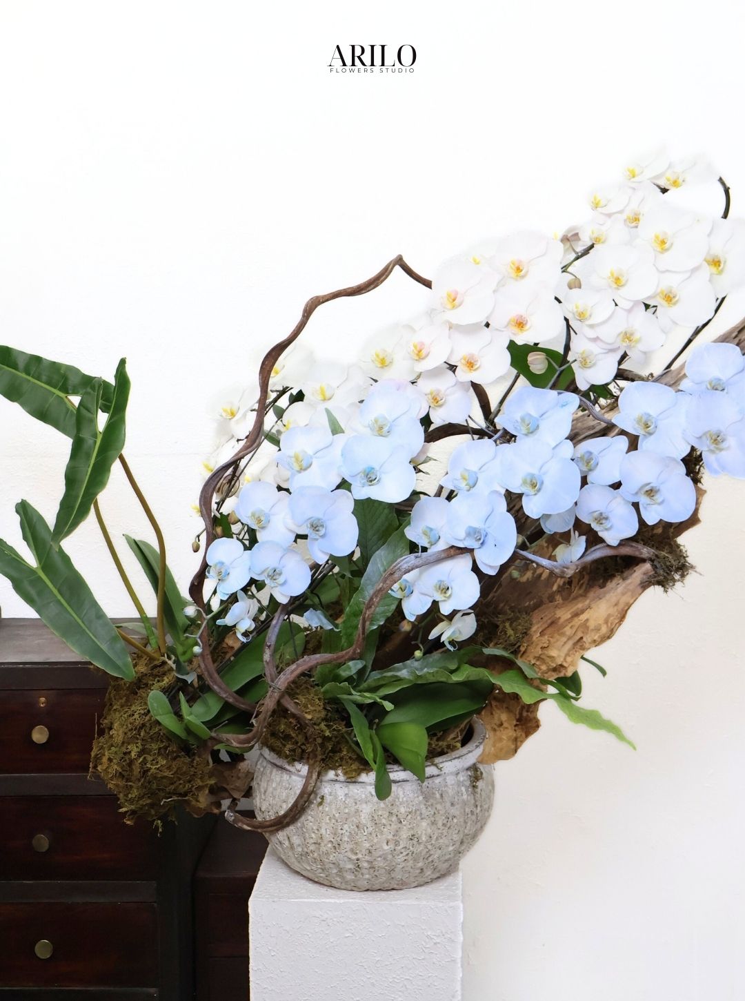 LAN HỒ ĐIỆP TRẮNG VÀ XANH DÒNG CHẢY THANH NHÃ THỊNH VƯỢNG GIAO NHANH HOẢ TỐC SÀI GÒN L26 - Ảnh 2