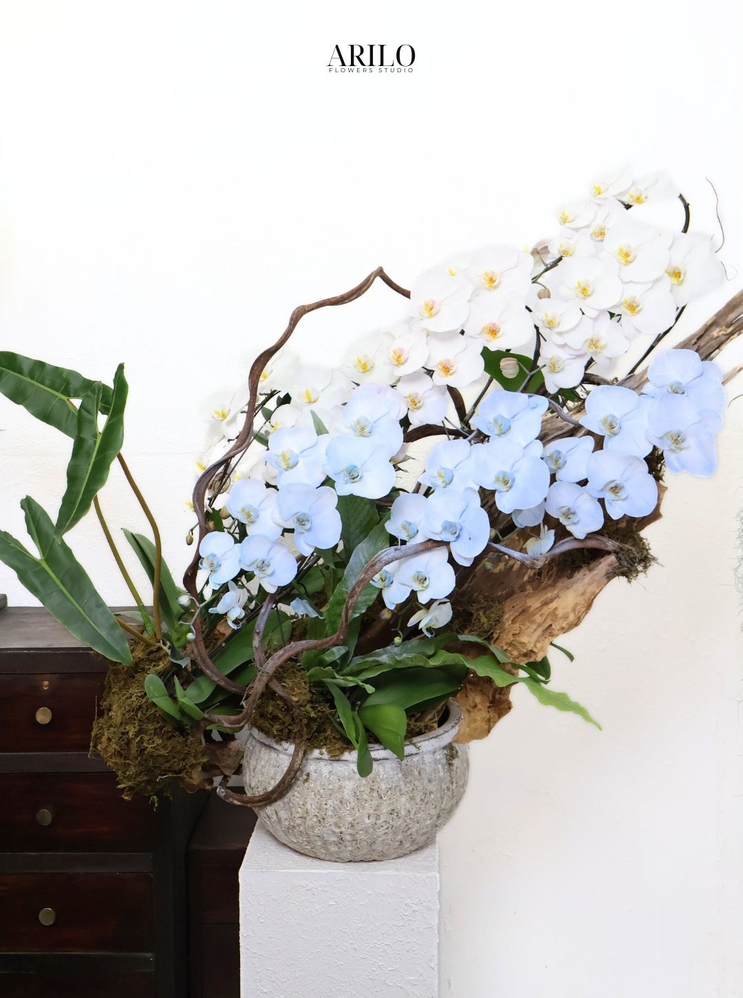 LAN HỒ ĐIỆP TRẮNG VÀ XANH DÒNG CHẢY THANH NHÃ THỊNH VƯỢNG GIAO NHANH HOẢ TỐC SÀI GÒN L26 - Ảnh 3