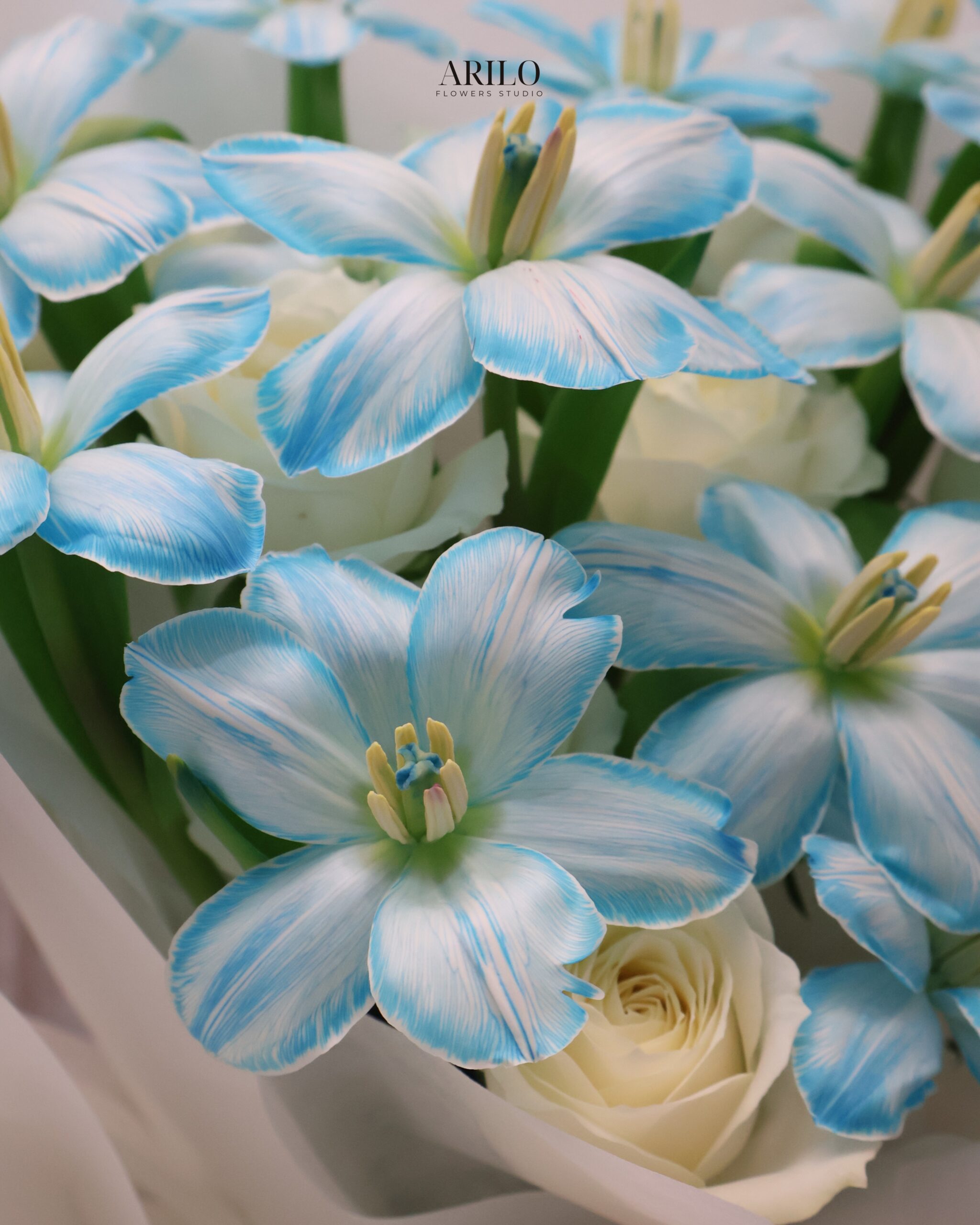 BÓ HOA TULIP XANH THANH LỊCH SẮC XANH CỦA HY VỌNG VÀ NHỮNG ĐIỀU TỐT ĐẸP B735