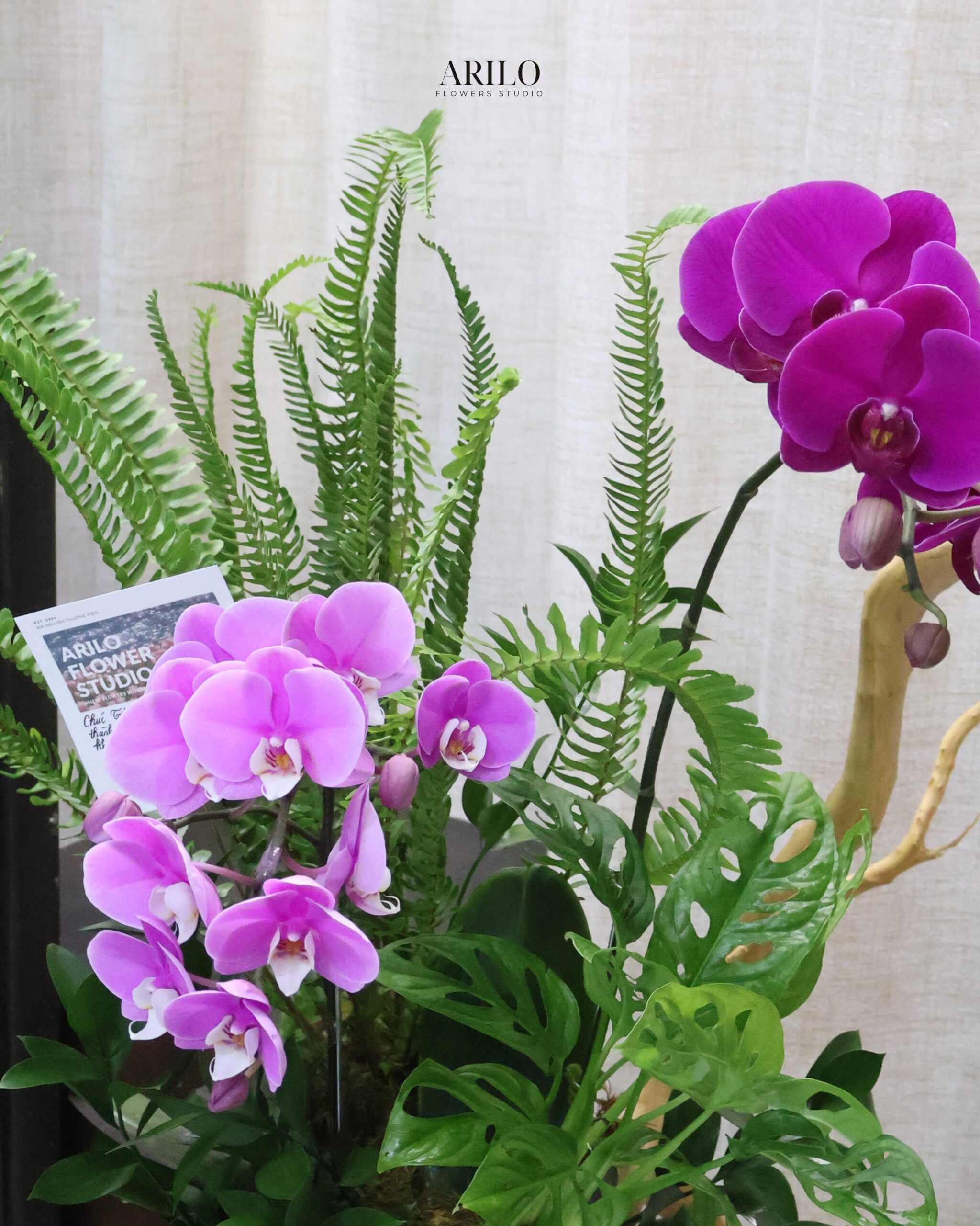 CHẬU HOA LAN HỒ ĐIỆP TÍM THIẾT KẾ SANG TRỌNG MÓN QUÀ KHAI TRƯƠNG VÀ CHÚC MỪNG ĐẲNG CẤP L29