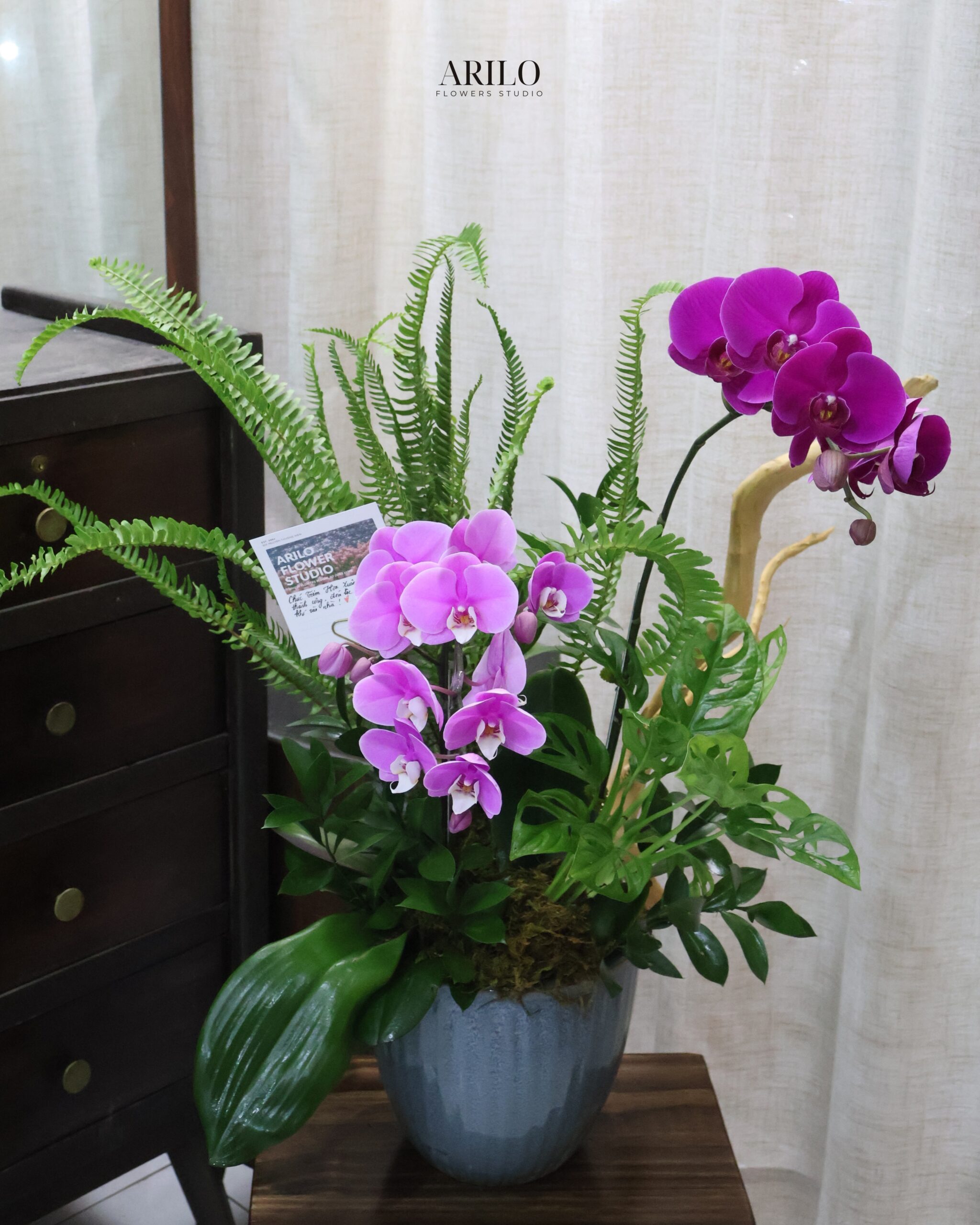 CHẬU HOA LAN HỒ ĐIỆP TÍM THIẾT KẾ SANG TRỌNG MÓN QUÀ KHAI TRƯƠNG VÀ CHÚC MỪNG ĐẲNG CẤP L29