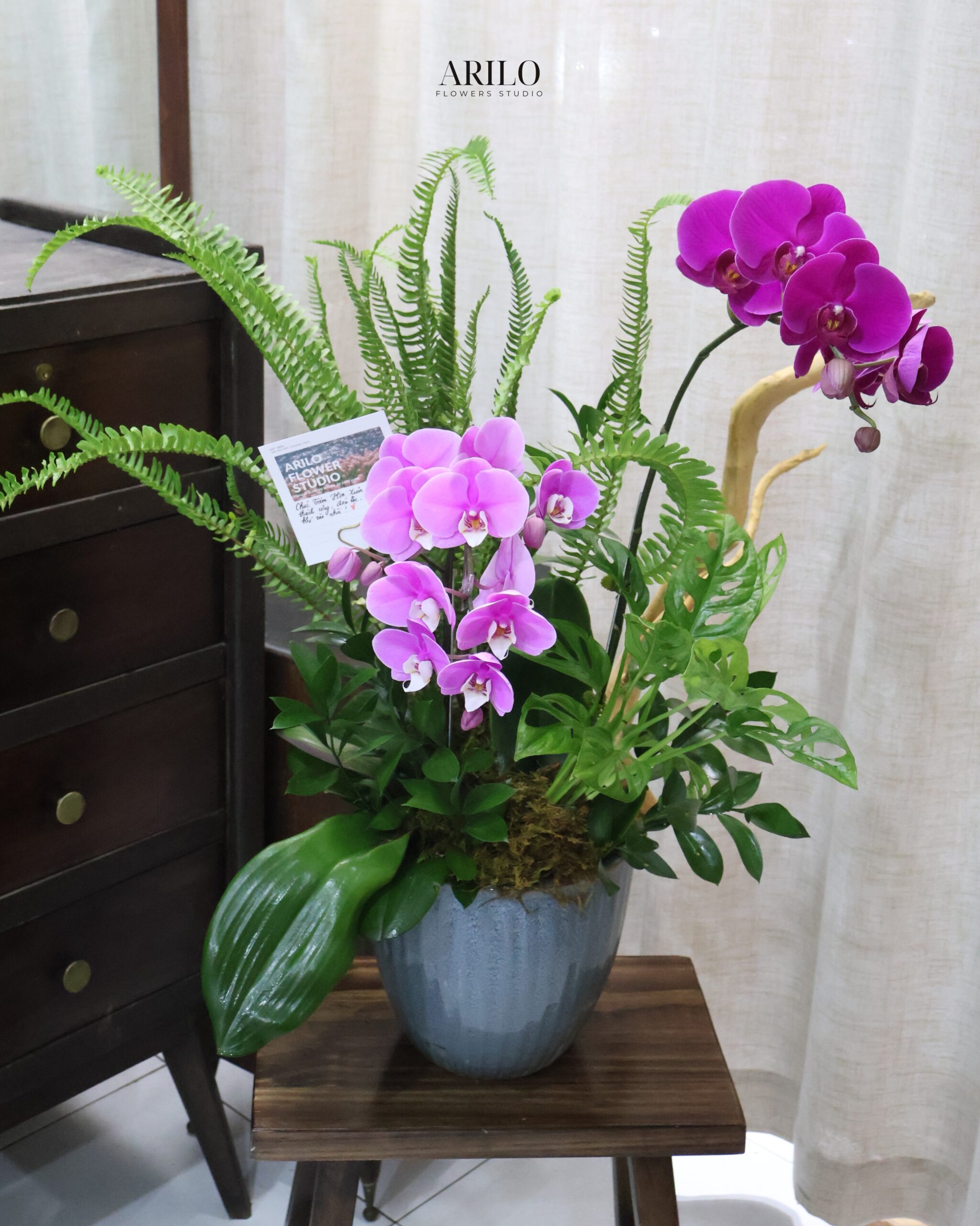 CHẬU HOA LAN HỒ ĐIỆP TÍM THIẾT KẾ SANG TRỌNG MÓN QUÀ KHAI TRƯƠNG VÀ CHÚC MỪNG ĐẲNG CẤP L29