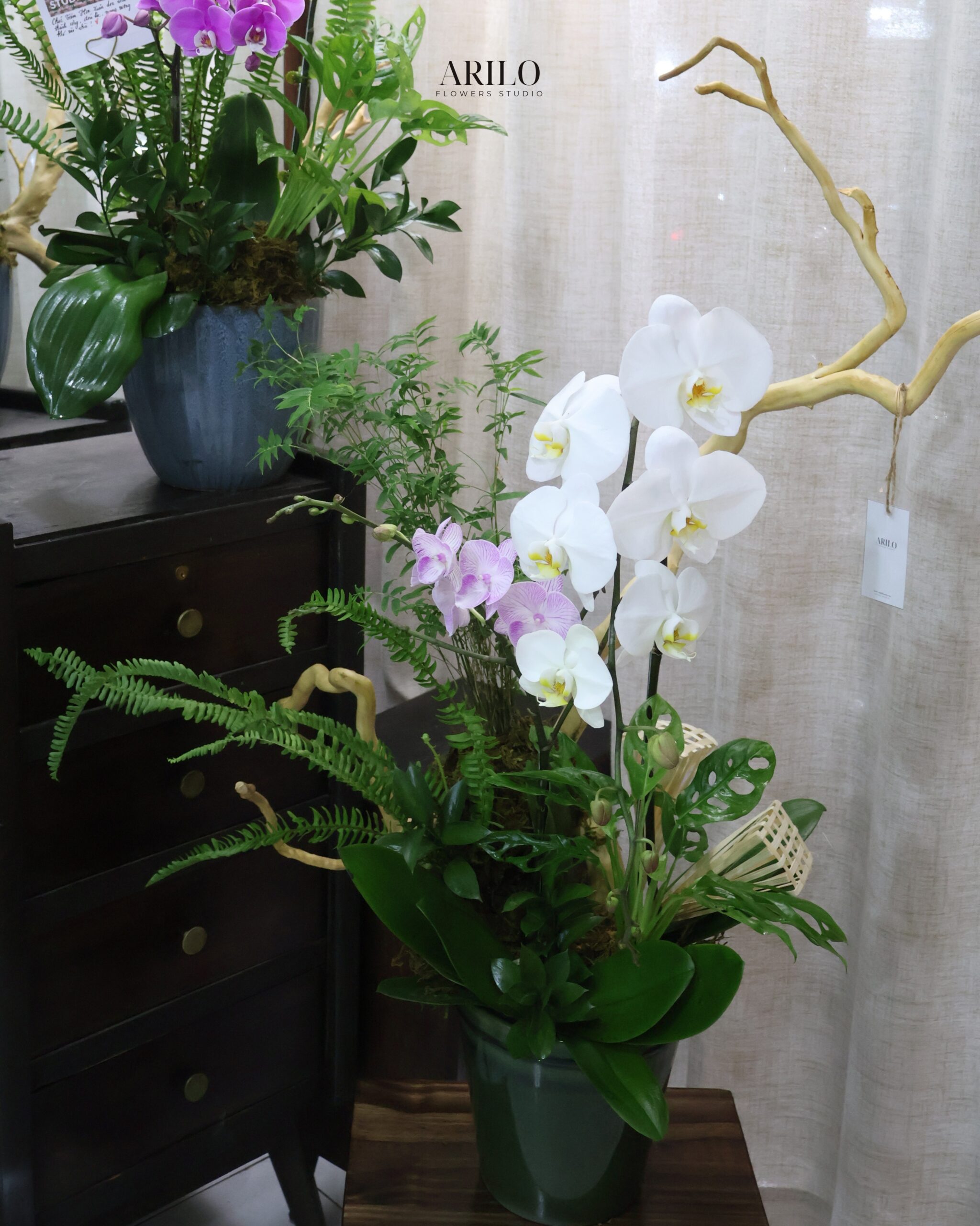 CHẬU LAN HỒ ĐIỆP TRẮNG THIẾT KẾ NGHỆ THUẬT BIỂU TƯỢNG THÀNH CÔNG VÀ KHỞI ĐẦU THỊNH VƯỢNG L30