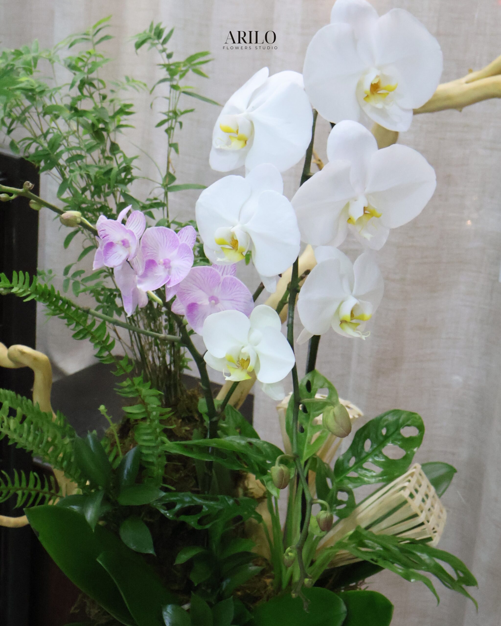CHẬU LAN HỒ ĐIỆP TRẮNG THIẾT KẾ NGHỆ THUẬT BIỂU TƯỢNG THÀNH CÔNG VÀ KHỞI ĐẦU THỊNH VƯỢNG L30