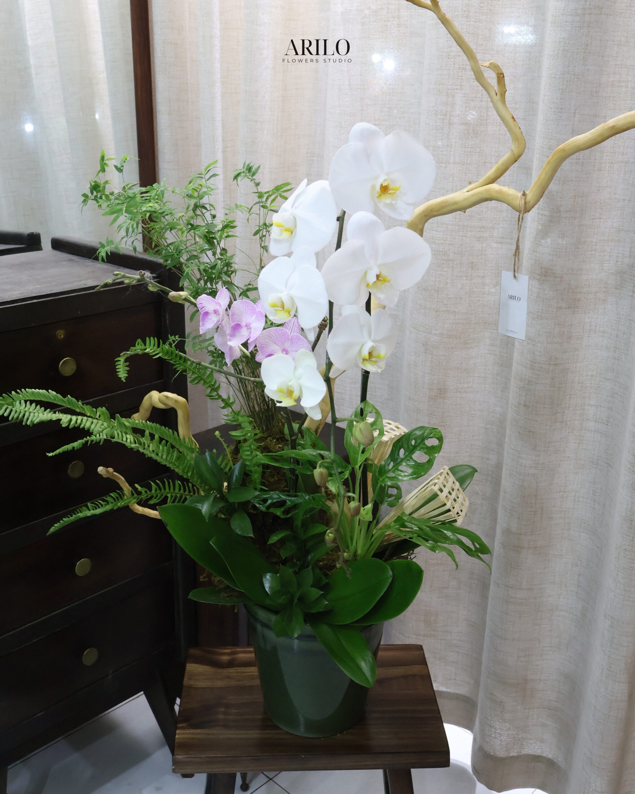 CHẬU LAN HỒ ĐIỆP TRẮNG THIẾT KẾ NGHỆ THUẬT BIỂU TƯỢNG THÀNH CÔNG VÀ KHỞI ĐẦU THỊNH VƯỢNG L30